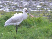 spoonbill.jpg