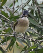 chinese bulbul.berry_DSC3094.jpg