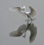 little egret.land_DSC2715.jpg
