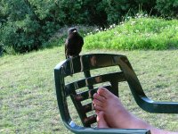 Fork-tailed Drongo.jpg