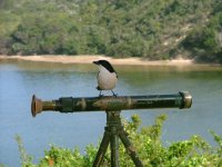 Southern Boubou.jpg