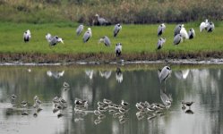 greenshank.grey heron.adj_DSC2807.jpg