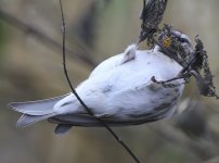 Common Redpoll.jpg