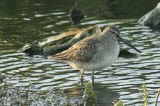 longbilleddowitcher.jpg