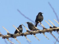 L1130718_Spotless Starling.jpg