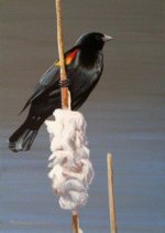 Redwing Blackbird.jpg