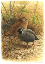 Himalayan Quail B.jpg