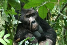 Silverback bwindi 1.jpg