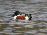 tn_Shoveler at Beaulieu Mar 08 5.JPG