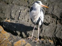 tn_G Heron at CHead Mar08.JPG