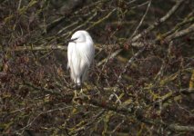 tn_L Egret at Bealuieu Mar 08.JPG