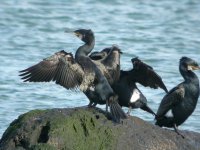 tn_Cormorants at CHead Mar08 .JPG