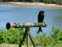 Fork-tailed Drongo.jpg