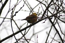 yellowhammer at lilly pond.jpg