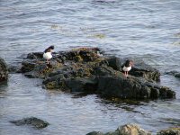 Oystercatchers.JPG