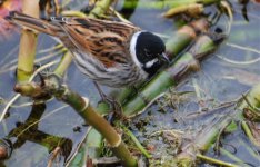 reed bunting.jpg