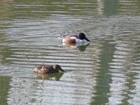 L1130812_Shoveler pair.jpg