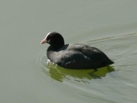 L1130828_Eurasian Coot.jpg