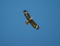 Buzzard no 1.jpg