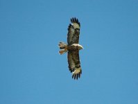 buzzard no 3.jpg