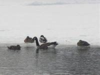 Canada Goose.jpg