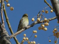 L1130931_Serin.jpg