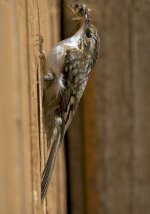 Treecreeper .jpg