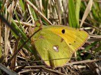 L1150230_Clouded Yellow.jpg