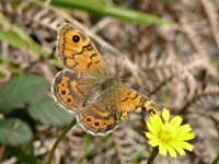 L1150206_Wall Brown.jpg