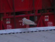 Glaucous Gull Girdle Ness 300108a.jpg