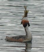 Great C Grebe_506x600.jpg