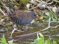 Water rail_800x600.jpg