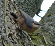 Nuthatch_716x600.jpg