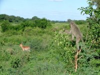 Impala & Vervet Monkey.jpg