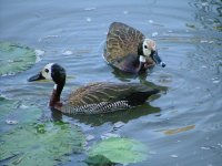 White-faced Duck.jpg