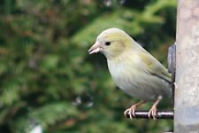 Yellow bird3a.jpg