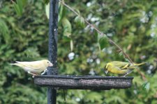 Yellow bird with siskin male.jpg