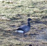 Brent Goose.jpg