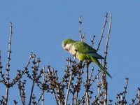 L1130978_Monk Parakeet.jpg