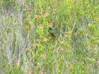 Orange-breasted Sunbird.jpg