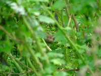 Knysna warbler.jpg