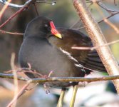 moorhen.JPG