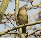 tn_m.p.chiffchaff.jpg