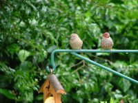 Red-headed Finch.jpg