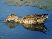 northern shoveler.fem.feed.adj DSCF0235.jpg