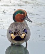 common teal.male DSCF0189.jpg