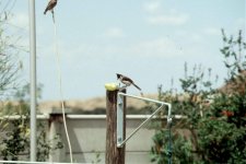 Red-whiskered bulbul, '90.jpg