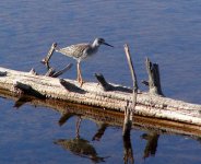 l yellowlegs.jpg