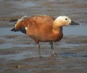 Ruddy-Shelduck9.jpg