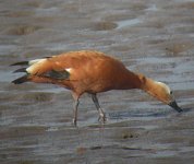 Ruddy-Shelduck10.jpg